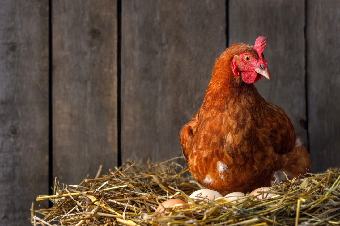 3rd case of bird flu detected in West Virginia